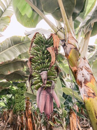 Beautiful banana plantation with rich harvest ready to pick up. Image made on mobile phoneの写真素材