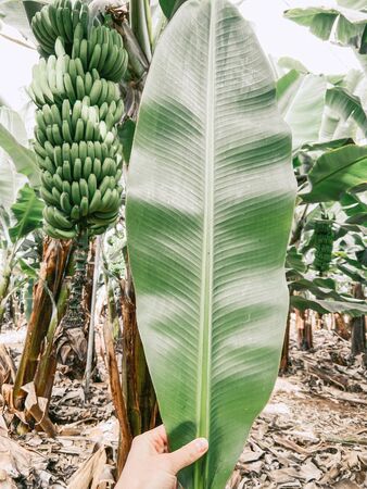 Holding banana leaf on the plantation with rich harvest ready to pick up. Image made on mobile phoneの写真素材