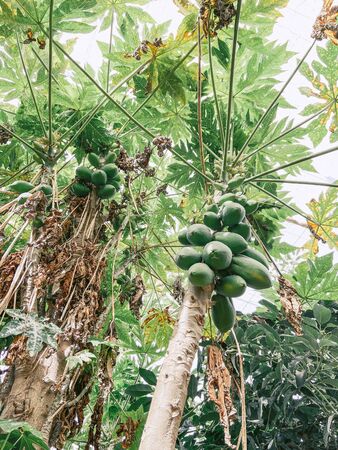 Bunch of green papayas growing on the tree, view from below. Image made on mobile phoneの写真素材