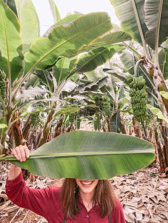 Woman standing with a green banana leaf on the plantation. Image made on mobile phoneの写真素材