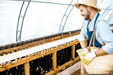 Handsome worker feeding snails, powdering food on the special shelves in the hothouse of the farm. Concept of farming snails for eatingの写真素材
