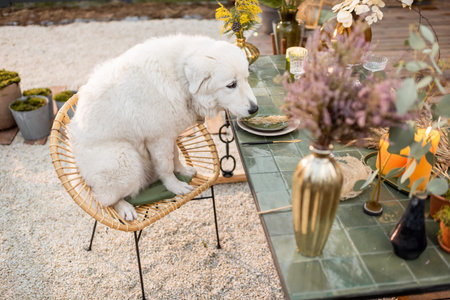Adorable white dog sitting at the festively decorated table, celebrating and waiting for the food...