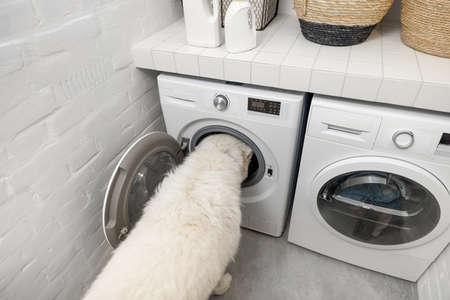 Dog in the laundry room at homeの写真素材