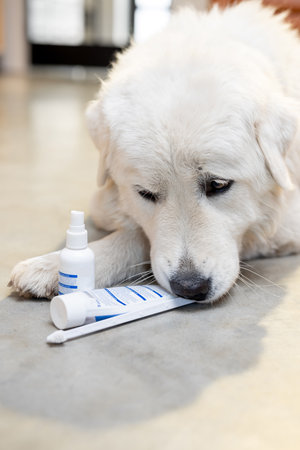 Dog with a toothbrush, paste and sprayの写真素材