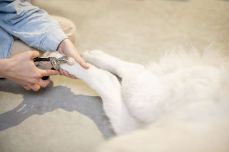 The process of dogs claw trimmingの写真素材