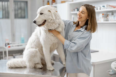 Happy female owner hugging and soothing cute big dogの写真素材
