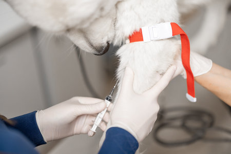 Veterinarian takes blood from a dogs paw with a syringe for analysis