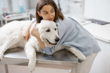 Female owner hugs and calm a big white sheepdogの写真素材
