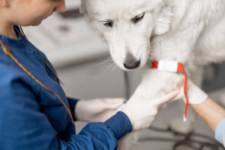 Veterinarian takes blood from a dogs paw with a syringe for analysis