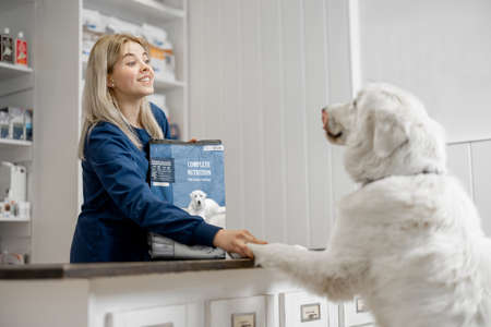 Woman with big white dog in veterinary clinicの写真素材
