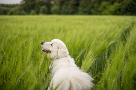 Happy big white sheepdog walking on green rye fieldの写真素材