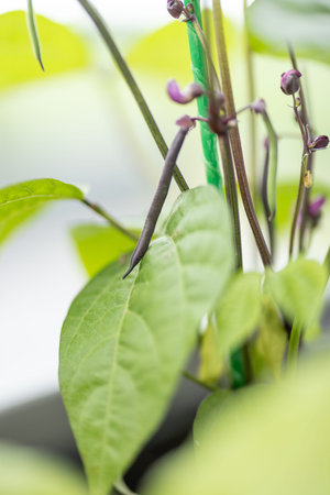 Purple Asparagus Beans on a bunch in home balcony garden