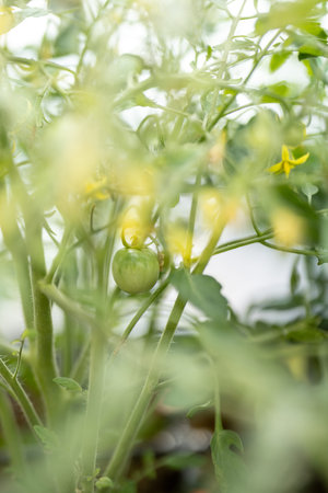 A bush of green home-grown tomatoes