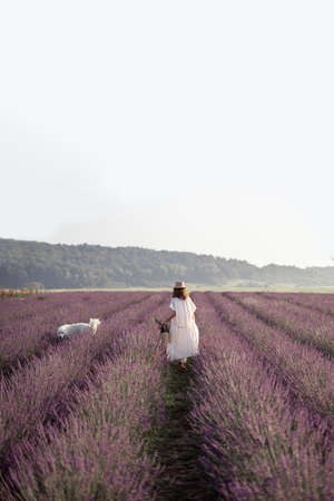 Woman walking with pet on lavender fieldの写真素材