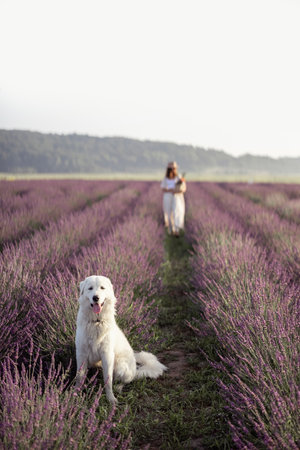 Maremma sheepdog sitting in lavender fieldの写真素材