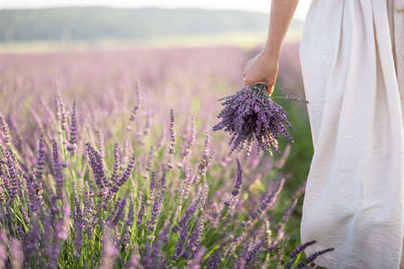 Bouquet in hand on blooming lavender fieldの写真素材