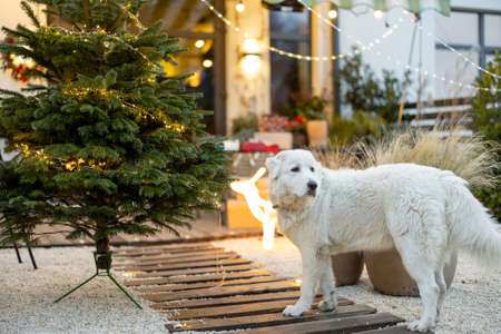 White dog near Christmas tree at the beautifully decorated backyardの写真素材