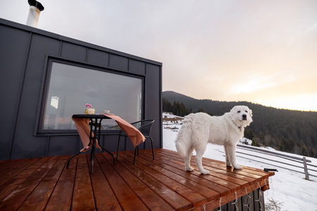 Adorable white dog on terrace of tiny house in the mountains. Concept of small modern cabins for...