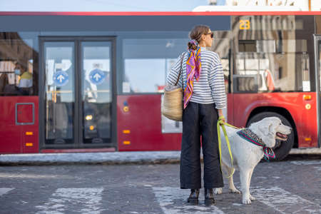 Woman stands with a dog on a bus station. Concept of travel on public transport with pets. Italian shepherd dog Maremmaの写真素材