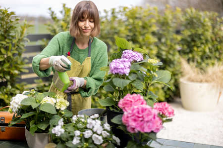 Young woman taking care of flowers in the garden. Cheerful housewife in apron spraying hydrangea leaves with pesticide. Concept of gardening and floristicsの写真素材