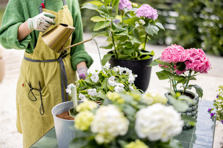 Woman taking care of flowers in the garden. Florist or housewife watering hydrangeas with beautiful...