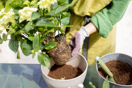 Woman replanting flowers, pulling hydrangea with roots from a pot, close-up on hands. Concept of...