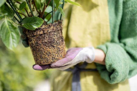 Woman replating flowers, holding hydrangea plant with roots and ground, close-up. Concept of gardening and floristicの写真素材
