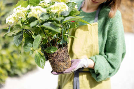 Woman replating flowers, holding hydrangea plant with roots and ground, close-up. Concept of gardening and floristicの写真素材