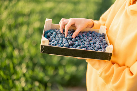 Holding box full of freshly picked up blueberries on greenfield background. Freshly picked juicy...