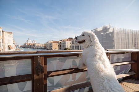 Huge white dog on the bridge above famous Grand Canal in Venice. Italian maremma sheep dog traveling Italyの写真素材