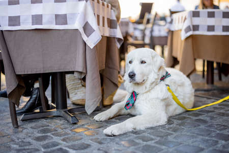 Maremmano abruzzese sheepdog sitting near the table at italian cafe terrace. Adorable huge white dog with shawlの写真素材