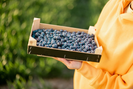 Holding box full of freshly picked up blueberries on greenfield background. Freshly picked juicy berries at farmlandの写真素材