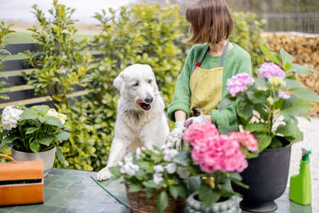 Young woman playing with her white dog while taking care of plants and flowers in the garden. Concept of happy leisure time with pets and hobbyの写真素材