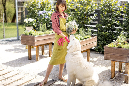 Cheerful woman stands with her white dog at home garden in backyard. Concept of home growing food and leisure time with petsの写真素材