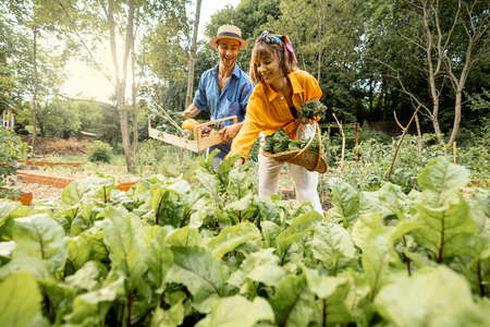 Man and woman pick up beetroots, harvesting local grown vegetables at home garden. Farmers work at farmland. Concept of organic food and sustainable lifestyleの写真素材