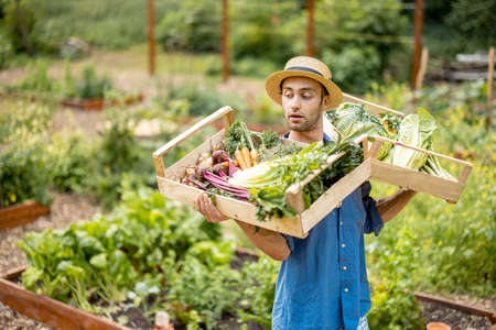 Portrait of handsome farmer in straw hat carrying on shoulder boxes full of freshly picked vegetables at farmland. Concept of organic local grown foodの素材 [FY310188613495]