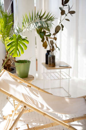 Sunbed in suuny room with green plants on backgroundの写真素材
