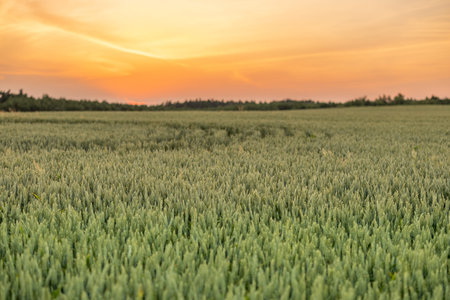 Green wheat growing in the field, landscape view on sunset