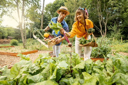 Man and woman pick up beetroots, harvesting local grown vegetables at home garden. Farmers work at farmland. Concept of organic food and sustainable lifestyleの写真素材