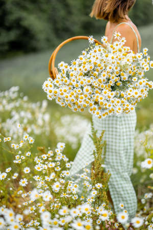 Young stylish woman in dress enjoys summer time, spending leisure time, gathering wild flowers in daisy fieldの写真素材