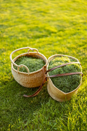 Mowed grass in a straw baskets on green lawn for use as mulchの写真素材