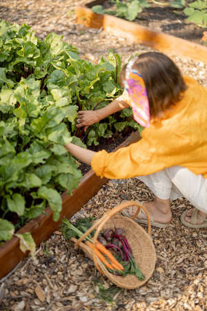 Young woman harvesting beetroot growing at vegetable bed at home garden. Concept of organic growing of local foodの写真素材