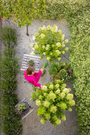 Woman at her beautiful tiny garden with green hedge, lavender and flowersの写真素材