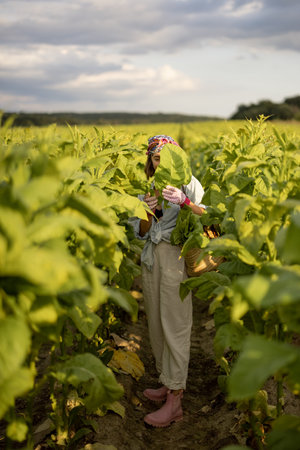 Woman as a farm worker manually gathers tobacco leaves on plantation in the field early in the...