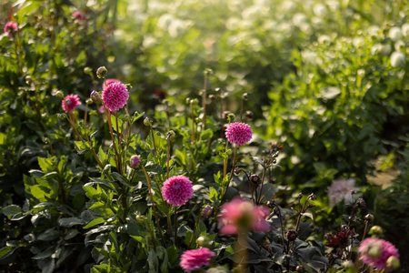 Dahlia flowers growing outdoors in the gardenの写真素材