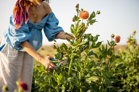 Woman cuts with garden scissors dahlia flower, picking up flowers on farm outdoors, close-up with cropped faceの写真素材