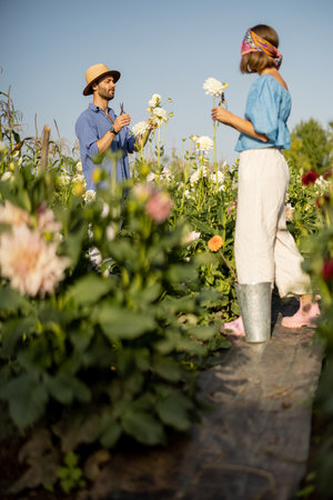 Man and a woman pick up dahlia flowers while working at rural flower farm on sunset. Concept of a small business of growing dahlias in summer gardenの写真素材