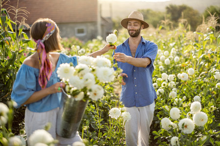 Beautiful young couple of farm workers pick up dahlia flowers at rural farm outdoors on sunset. Woman gives a flower for a smiling man walking between dahlia rowsの写真素材