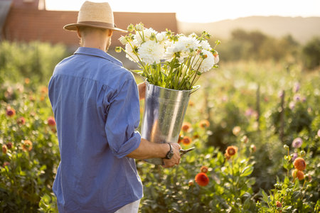 Man in hat as a farmer carries bucket full of freshly picked up white dahlias, working at flower farm outdoors. View from the backsideの写真素材