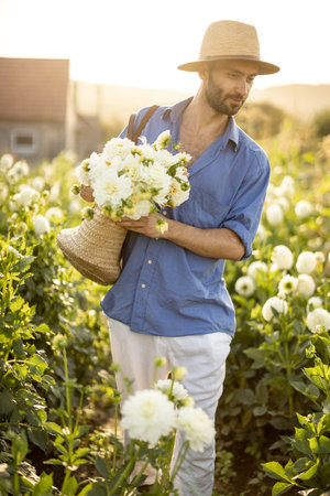 Handsome man in hat as a farmer carries bag full of freshly picked up white dahlias, working at flower farm outdoors. Concept of a small business of growing dahlias in summer gardenの写真素材